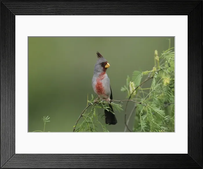 Framed Print : Pyrrhuloxia, Cardinalis sinuatus, male, Starr County, Rio Grande Valley, Texas, USA Framed Print : Pyrrhuloxia, Cardinalis sinuatus, male, Starr County, Rio Grande Valley, Texas, USA