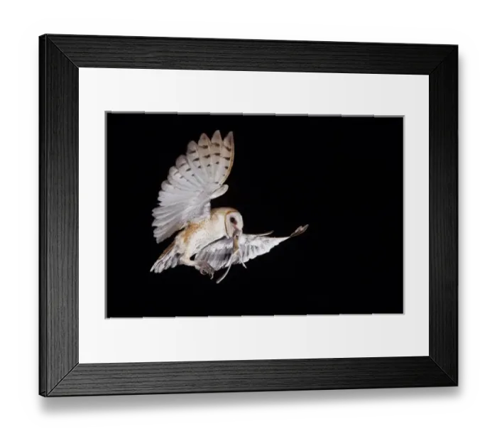 Framed Print : Barn Owl, Tyto alba, adult in flight with Kangaroo rat prey, Willacy County, Rio Grande Valley