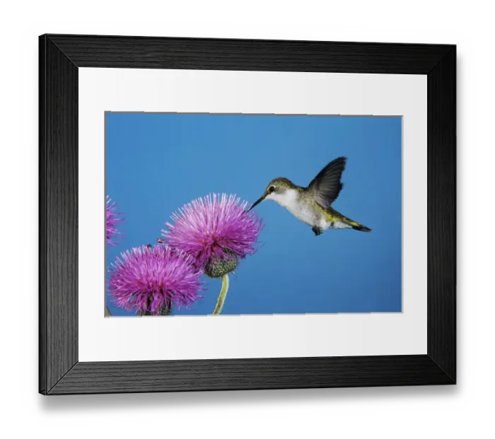 Framed Print : Ruby-throated Hummingbird, Archilochus colubris, female feeding on Texas Thistle (Cirsium texanum) Framed Print : Ruby-throated Hummingbird, Archilochus colubris, female feeding on Texas Thistle (Cirsium texanum)