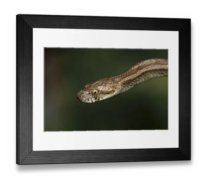 Framed Print : Bullsnake, Pituophis catenifer sayi, adult, Willacy County, Rio Grande Valley, Texas Framed Print : Bullsnake, Pituophis catenifer sayi, adult, Willacy County, Rio Grande Valley, Texas