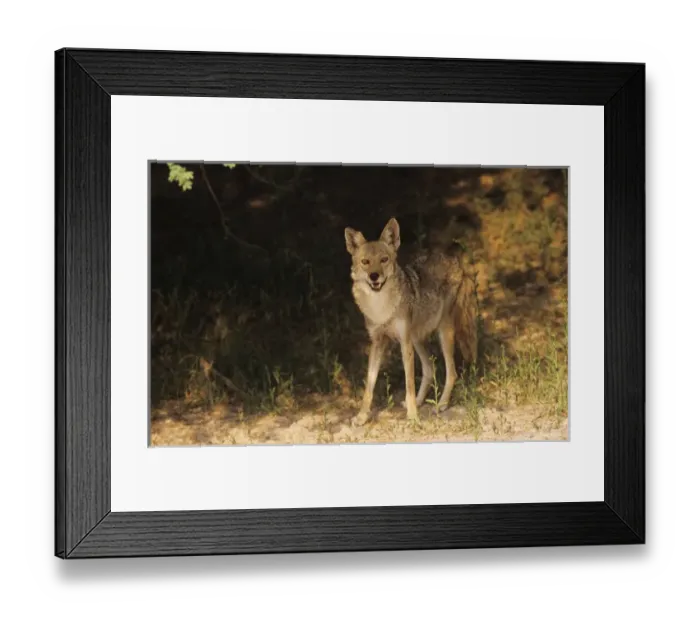 Framed Print : Coyote, Canis latrans, adult, Starr County, Rio Grande Valley, Texas, USA, May 2002