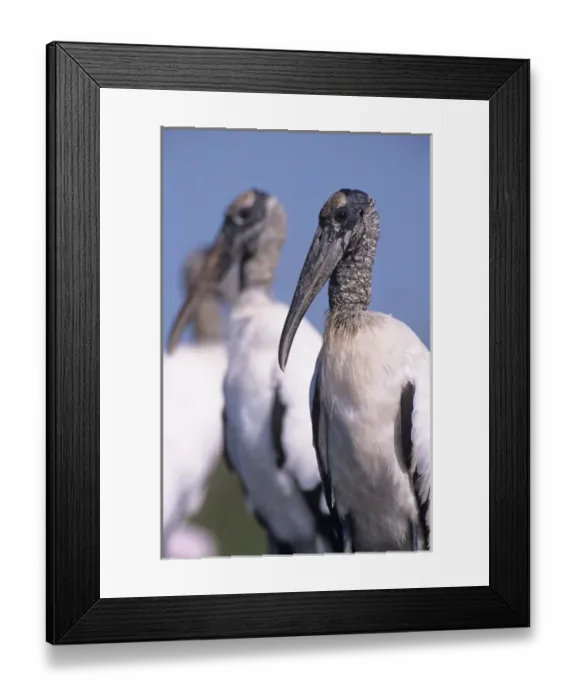 Framed Print : Wood Stork, Mycteria americana, adults, Lake Corpus Christi, Texas, USA, June 2003