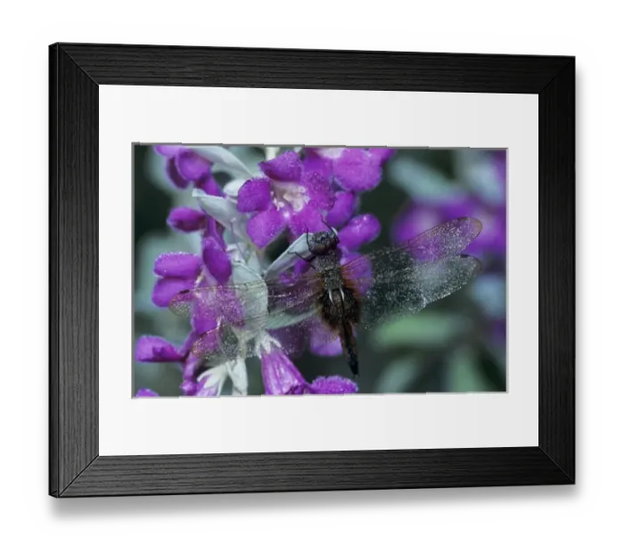 Framed Print : Common Baskettail, Epitheca cynosura, adult in dew on Texas Sage (Leucophyllum frutescens)