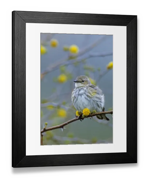 Framed Print : adult on blooming Huisache (Acacia farnesiana), Lake Corpus Christi, Texas, USA
