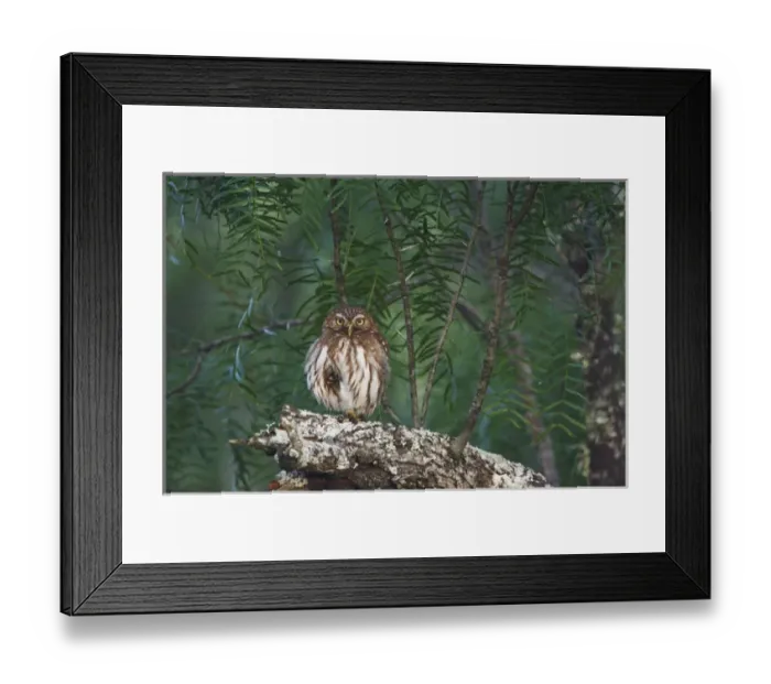 Framed Print : Ferruginous Pygmy-Owl, Glaucidium brasilianum, adult perched, Willacy County, Rio Grande Valley Framed Print : Ferruginous Pygmy-Owl, Glaucidium brasilianum, adult perched, Willacy County, Rio Grande Valley