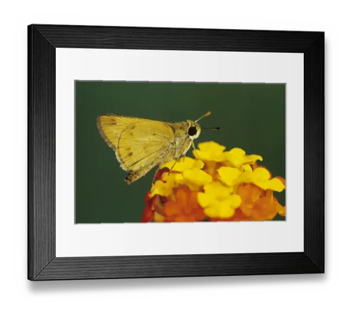Framed Print : Fiery Skipper, Hylephila phyleus, adult on Texas Lantana (Lantana urticoides), Willacy County Framed Print : Fiery Skipper, Hylephila phyleus, adult on Texas Lantana (Lantana urticoides), Willacy County