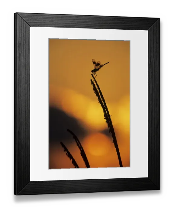 Framed Print : Four-spotted Pennant, Brachymesia gravida, adult at sunrise, Welder Wildlife Refuge Framed Print : Four-spotted Pennant, Brachymesia gravida, adult at sunrise, Welder Wildlife Refuge