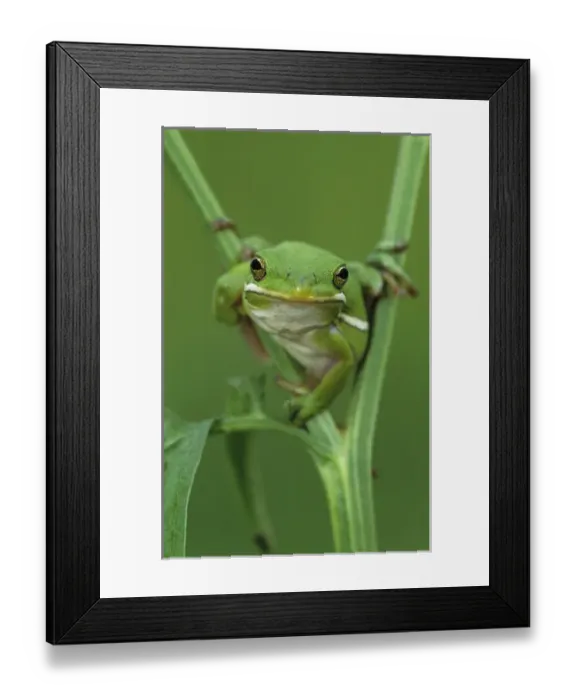 Framed Print : Green Treefrog, Hyla cinerea, adult, Lake Corpus Christi, Texas, USA, May 2003 Framed Print : Green Treefrog, Hyla cinerea, adult, Lake Corpus Christi, Texas, USA, May 2003