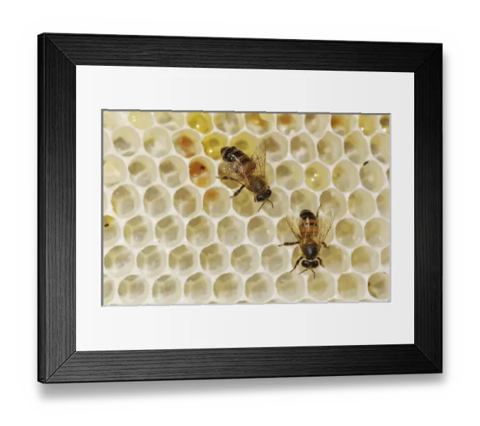 Framed Print : Honey Bee, Apis mellifera, bees on wild honey cone, Welder Wildlife Refuge, Sinton