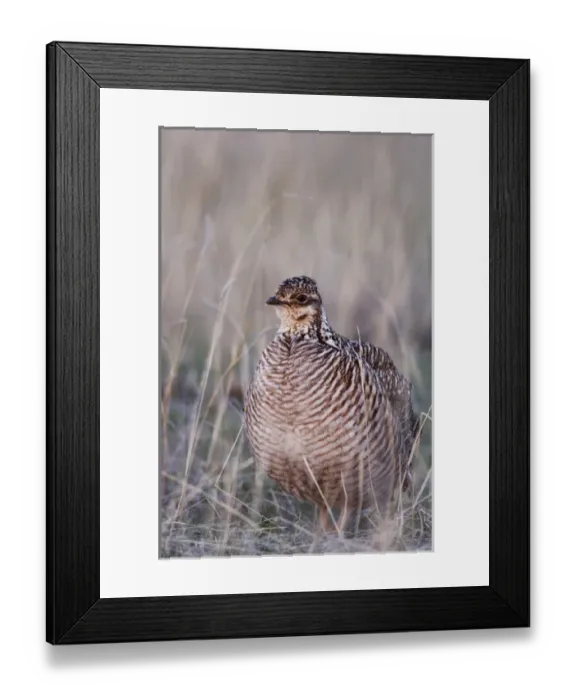Framed Print : Lesser Prairie-Chicken, Tympanuchus pallidicinctus, female, Canadian, Panhandle, Texas