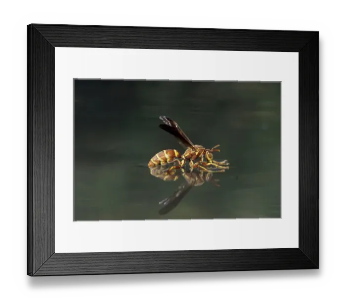 Framed Print : Paper Wasp, Polistes sp. wasp drinking from water surface, Welder Wildlife Refuge Framed Print : Paper Wasp, Polistes sp. wasp drinking from water surface, Welder Wildlife Refuge