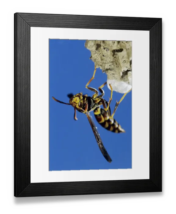 Framed Print : Paper Wasp, Polistes sp. adult on nest, Lake Corpus Christi, Texas, USA, May 2003 Framed Print : Paper Wasp, Polistes sp. adult on nest, Lake Corpus Christi, Texas, USA, May 2003