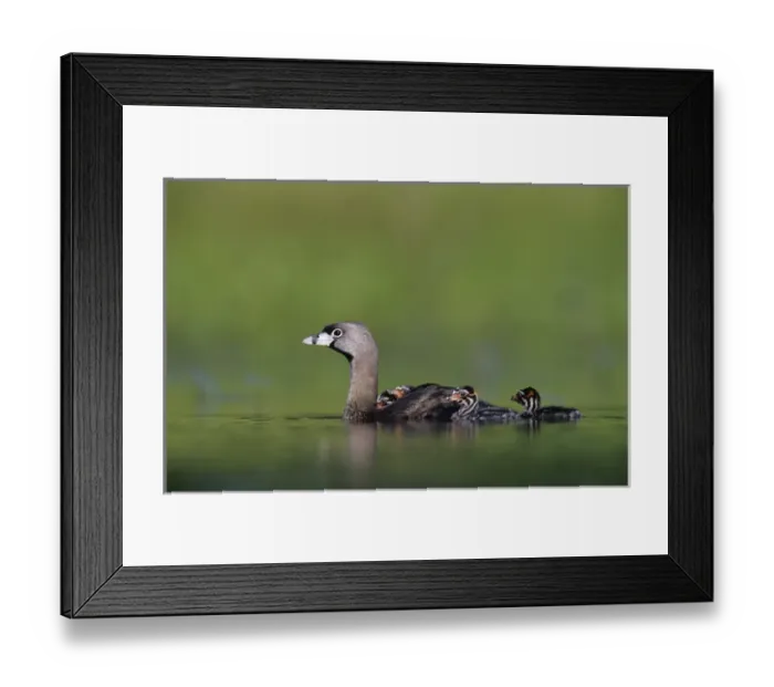 Framed Print : adult with young on back, Willacy County, Rio Grande Valley, Texas, USA, May 2004 Framed Print : adult with young on back, Willacy County, Rio Grande Valley, Texas, USA, May 2004