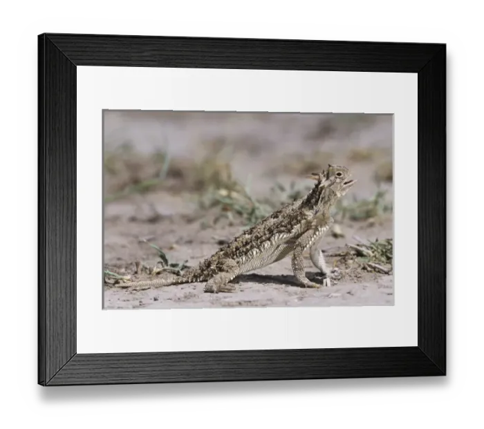 Framed Print : Texas Horned Lizard, Phrynosoma cornutum, adult, Starr County, Rio Grande Valley Framed Print : Texas Horned Lizard, Phrynosoma cornutum, adult, Starr County, Rio Grande Valley