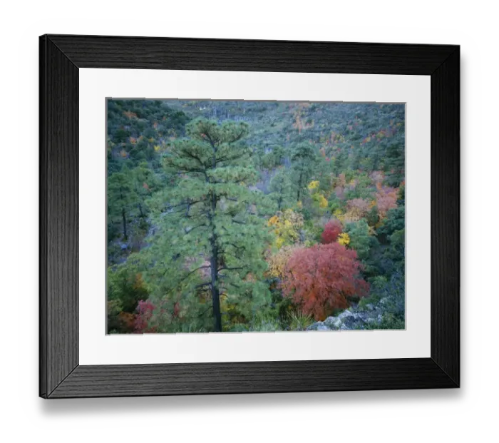 Framed Print : McKittrick Canyon with fall colors, Guadalupe Mountains National Park, Texas, USA