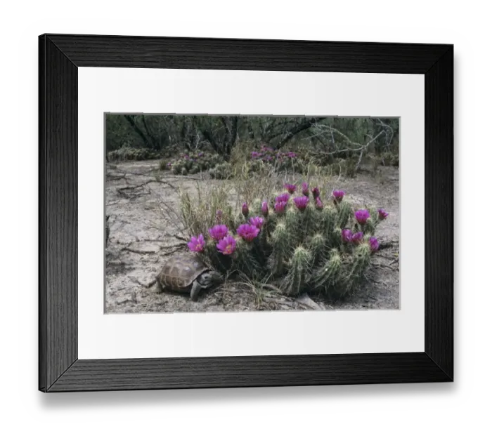 Framed Print : Texas Tortoise, Gopherus berlandieriadult, walking next to Strawberry Hedgehog (Echinocereus Framed Print : Texas Tortoise, Gopherus berlandieriadult, walking next to Strawberry Hedgehog (Echinocereus