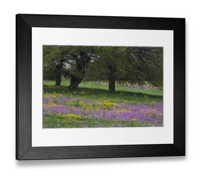 Framed Print : Live Oak (Quercus virginiana) Squaw Weed (Senecio ampullaceus) and Pointed Phlox (Phlox cuspidata) Framed Print : Live Oak (Quercus virginiana) Squaw Weed (Senecio ampullaceus) and Pointed Phlox (Phlox cuspidata)