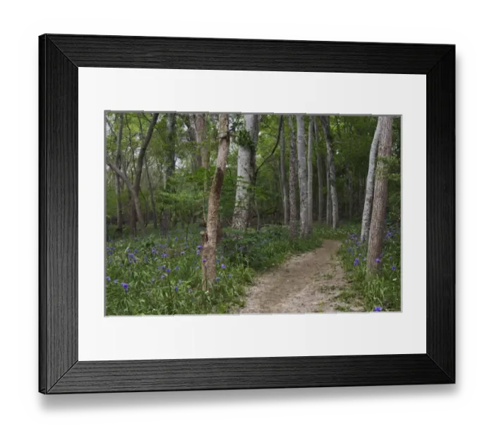 Framed Print : Prairie Spiderwort, Tradescantia occidentalis, blooming on forest floor, Palmetto State Park Framed Print : Prairie Spiderwort, Tradescantia occidentalis, blooming on forest floor, Palmetto State Park