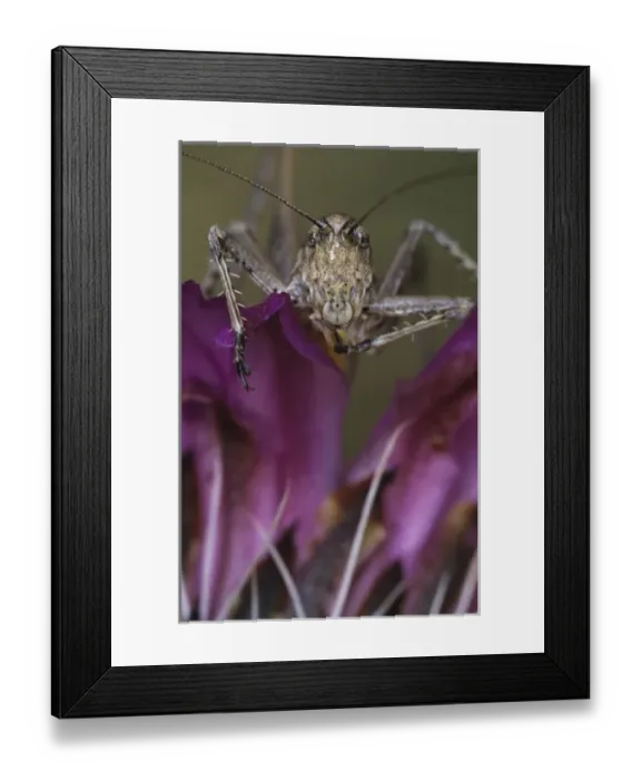 Framed Print : Grasshopper, Acrididae, adult on Strawberry Hedgehog (Echinocereus enneacanthus) blossom