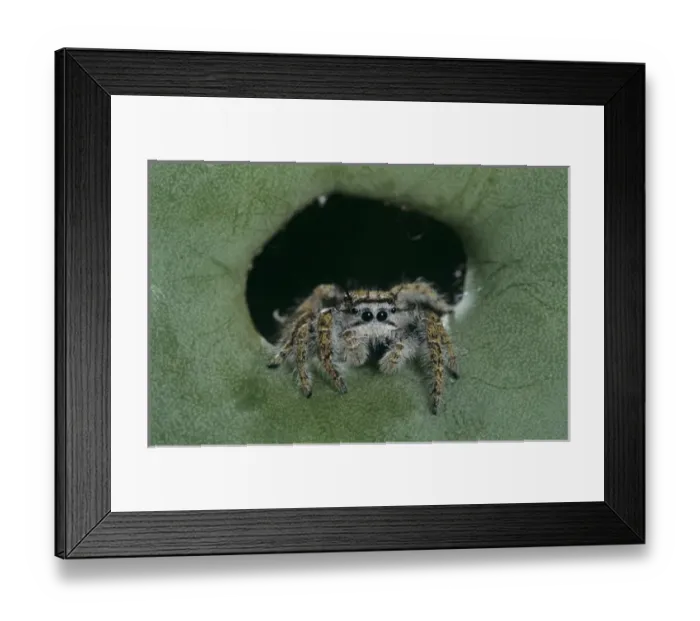Framed Print : Jumping Spider, Salticidae, adult on Texas Prickly Pear Cactus (Opuntia lindheimeri) Framed Print : Jumping Spider, Salticidae, adult on Texas Prickly Pear Cactus (Opuntia lindheimeri)