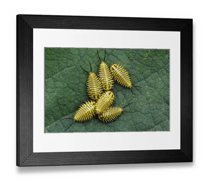Framed Print : Tortoise Beetle, Coleoptera, larva on Mexican Olive tree leave, The Inn at Chachalaca Bend Framed Print : Tortoise Beetle, Coleoptera, larva on Mexican Olive tree leave, The Inn at Chachalaca Bend
