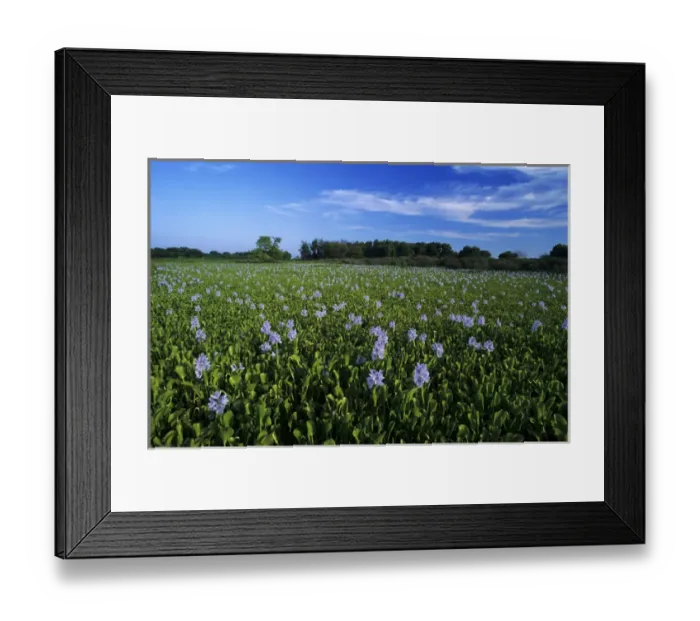 Framed Print : Water Hyacinth, Eichhornia crassipes, blooming, Lake Corpus Christi, Texas, USA Framed Print : Water Hyacinth, Eichhornia crassipes, blooming, Lake Corpus Christi, Texas, USA