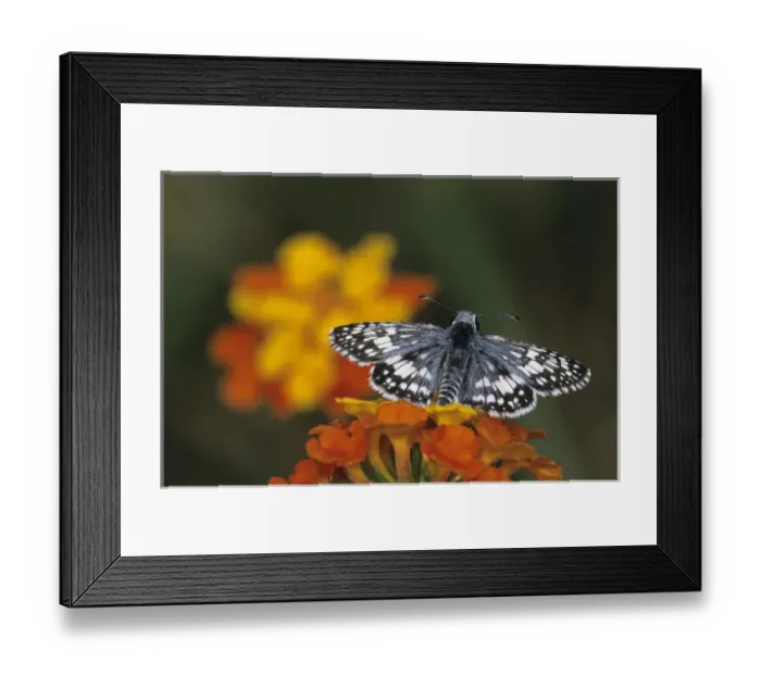 Framed Print : White Checkered Skipper, Pyrgus albescens, adult on Texas Lantana (Lantana urticoides) Framed Print : White Checkered Skipper, Pyrgus albescens, adult on Texas Lantana (Lantana urticoides)