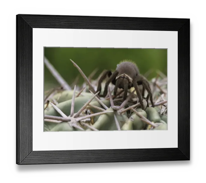 Framed Print : Tarantula, Aphonopelma sp. young on cactus, Starr County, Rio Grande Valley, Texas Framed Print : Tarantula, Aphonopelma sp. young on cactus, Starr County, Rio Grande Valley, Texas
