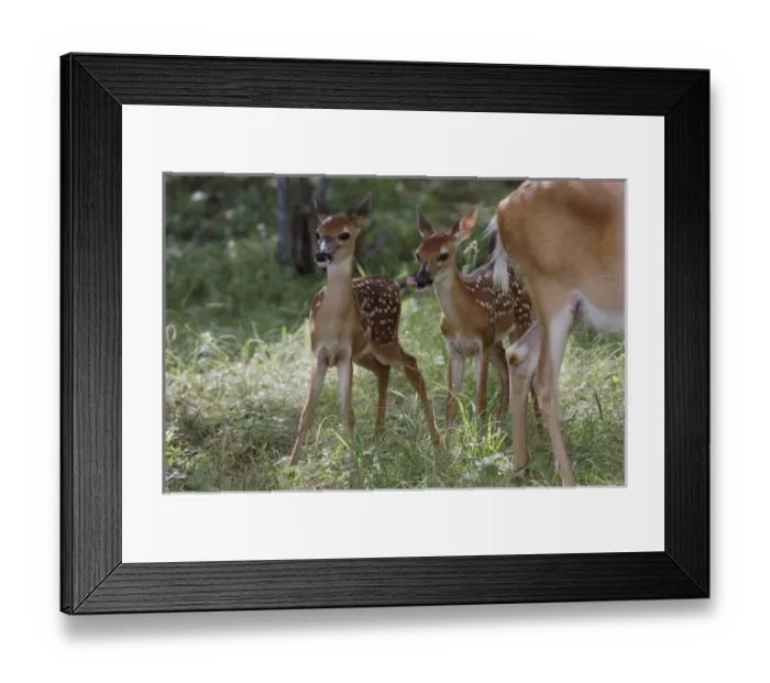 Framed Print : White-tailed Deer, Odocoileus virginianus, Mother with twin fawns after suckling Framed Print : White-tailed Deer, Odocoileus virginianus, Mother with twin fawns after suckling
