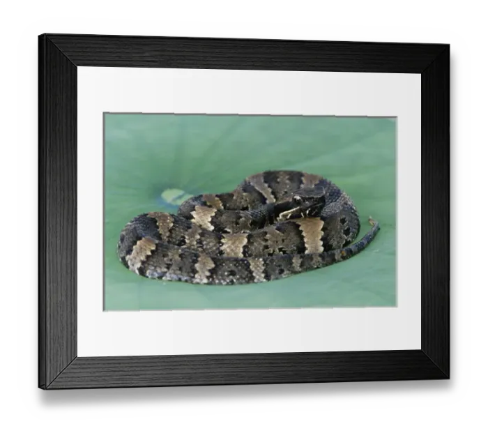 Framed Print : Western Cottonmouth, Agkistrodon piscivorus leucostoma, young sunning on American Lotus Framed Print : Western Cottonmouth, Agkistrodon piscivorus leucostoma, young sunning on American Lotus