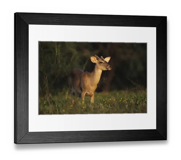 Framed Print : White-tailed Deer, Odocoileus virginianus, Buck in Wildflowers, Willacy County, Rio Grande Valley Framed Print : White-tailed Deer, Odocoileus virginianus, Buck in Wildflowers, Willacy County, Rio Grande Valley