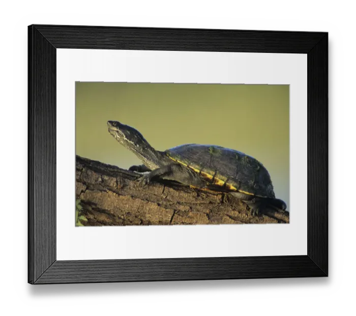 Framed Print : Yellow Mud Turtle, Kinosternon flavescens, adult sunning on log, Starr County, Rio Grande Valley Framed Print : Yellow Mud Turtle, Kinosternon flavescens, adult sunning on log, Starr County, Rio Grande Valley