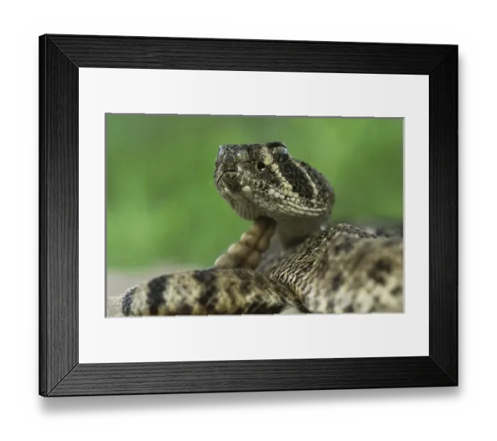 Framed Print : Western Diamondback Rattlesnake, Crotalus atrox, young, Sinton, Texas, USA, May 2005 Framed Print : Western Diamondback Rattlesnake, Crotalus atrox, young, Sinton, Texas, USA, May 2005