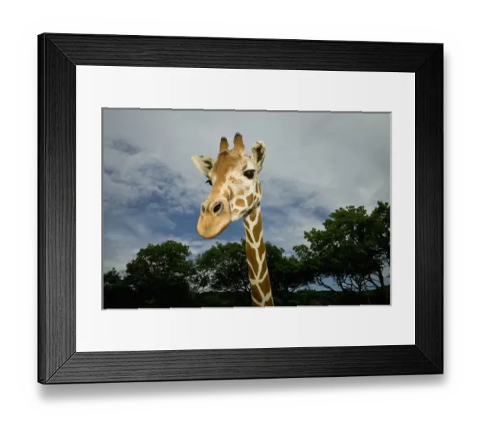 Framed Print : USA, Texas, Fossil Rim Wildlife Area, giraffe Framed Print : USA, Texas, Fossil Rim Wildlife Area, giraffe