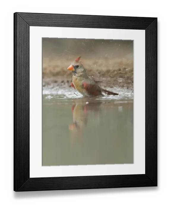 Framed Print : Texas, Rio Grande Valley, Female Cardinal Bathing (Cardinalis virginianus) Framed Print : Texas, Rio Grande Valley, Female Cardinal Bathing (Cardinalis virginianus)