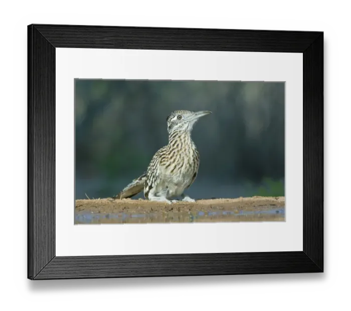 Framed Print : Texas, Rio Grande Valley, Santa Clara Ranch, Roadrunner (Geococcyx californianus) Framed Print : Texas, Rio Grande Valley, Santa Clara Ranch, Roadrunner (Geococcyx californianus)