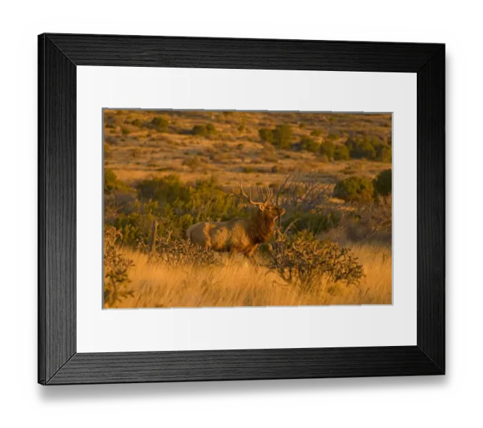 Framed Print : A large bull desert elk (Cervus elaphus) raw faced from feeding on prickly cactus Framed Print : A large bull desert elk (Cervus elaphus) raw faced from feeding on prickly cactus