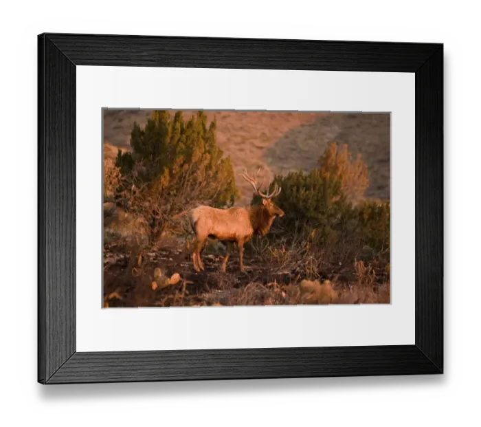 Framed Print : A large bull desert elk (Cervus elaphus) raw faced from feeding on prickly cactus Framed Print : A large bull desert elk (Cervus elaphus) raw faced from feeding on prickly cactus