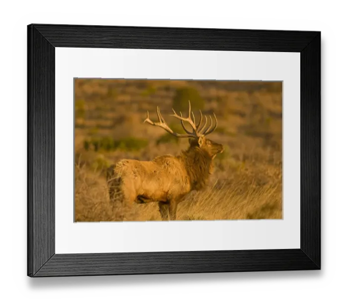 Framed Print : A large bull desert elk (Cervus elaphus) raw faced from feeding on prickly cactus Framed Print : A large bull desert elk (Cervus elaphus) raw faced from feeding on prickly cactus