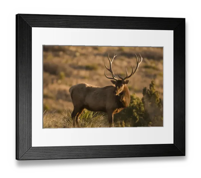Framed Print : A large bull desert elk (Cervus elaphus) raw faced from feeding on prickly cactus Framed Print : A large bull desert elk (Cervus elaphus) raw faced from feeding on prickly cactus