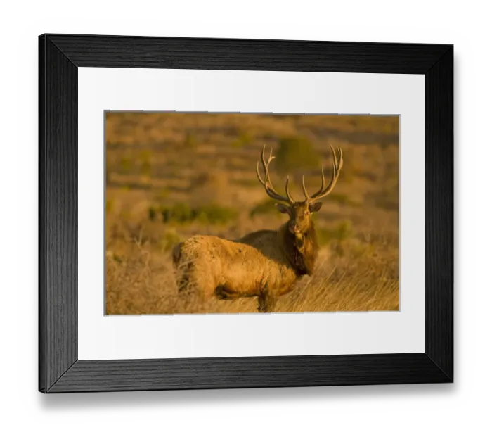 Framed Print : A large bull desert elk (Cervus elaphus) raw faced from feeding on prickly cactus Framed Print : A large bull desert elk (Cervus elaphus) raw faced from feeding on prickly cactus