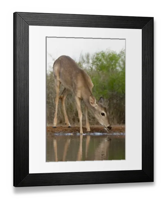 Framed Print : Santa Clara Ranch, Rio Grande Valley, Texas, USA, North America. Buck White-tailed Deer Framed Print : Santa Clara Ranch, Rio Grande Valley, Texas, USA, North America. Buck White-tailed Deer