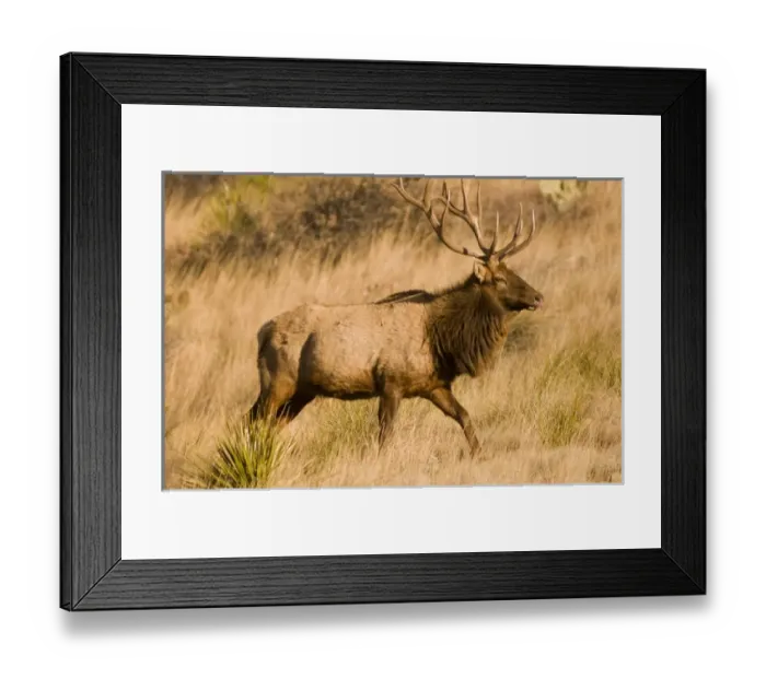 Framed Print : A large bull desert elk (Cervus elaphus) raw faced from feeding on prickly cactus Framed Print : A large bull desert elk (Cervus elaphus) raw faced from feeding on prickly cactus