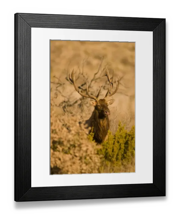 Framed Print : A large bull desert elk (Cervus elaphus) raw faced from feeding on prickly cactus Framed Print : A large bull desert elk (Cervus elaphus) raw faced from feeding on prickly cactus