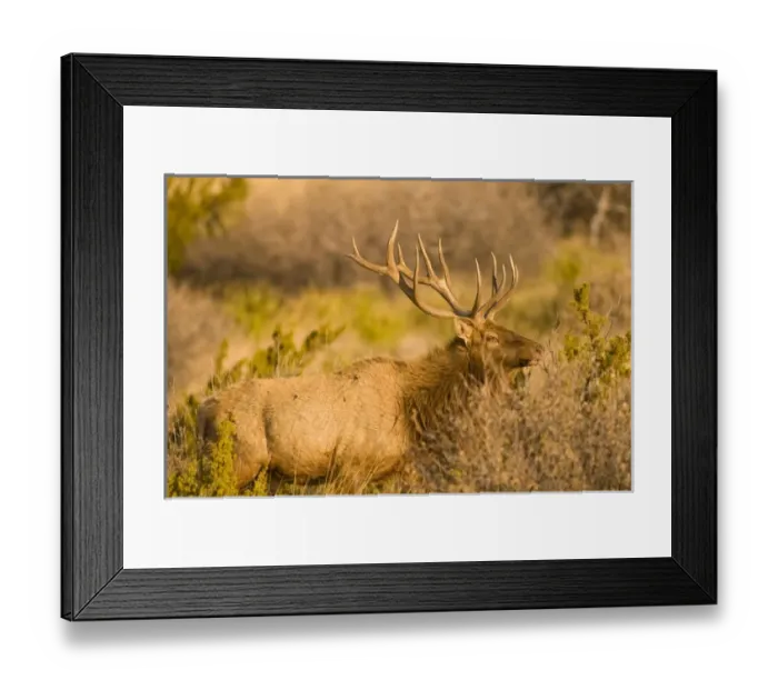 Framed Print : A large bull desert elk (Cervus elaphus) raw faced from feeding on prickly cactus Framed Print : A large bull desert elk (Cervus elaphus) raw faced from feeding on prickly cactus