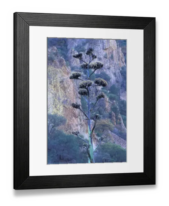 Framed Print : N. A. USA, Texas. Big Bend National Park. Agave (Century plant) Framed Print : N. A. USA, Texas. Big Bend National Park. Agave (Century plant)