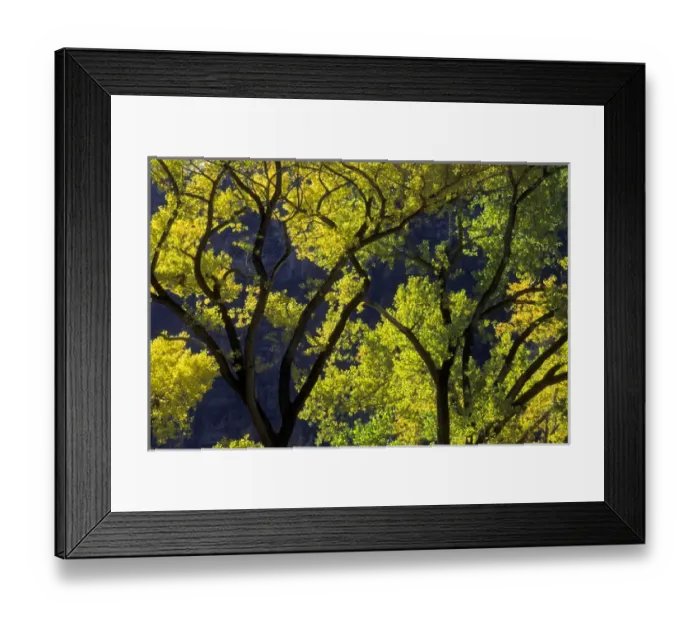 Framed Print : USA, Utah, Zion National Park, Grotto. Backlit cottonwood tree with yellowing autumn Framed Print : USA, Utah, Zion National Park, Grotto. Backlit cottonwood tree with yellowing autumn