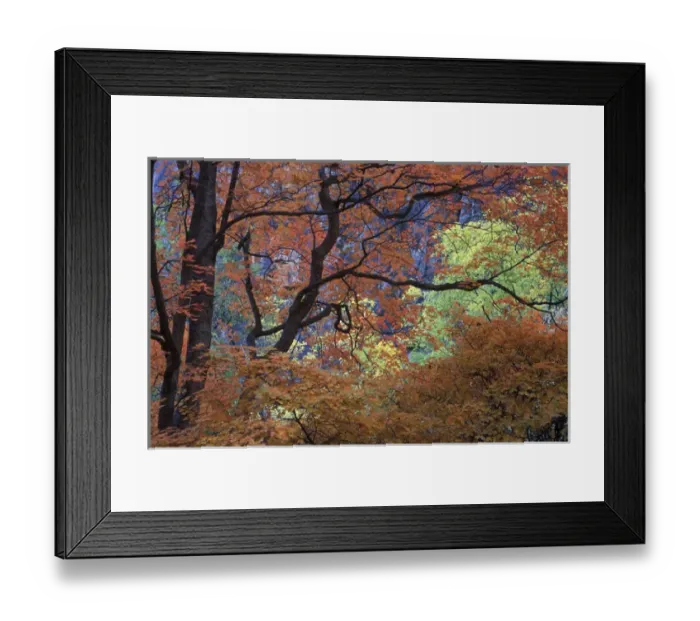 Framed Print : USA, Utah, Zion National Park. Maple tree with orange autumn leaves and twisted branches
