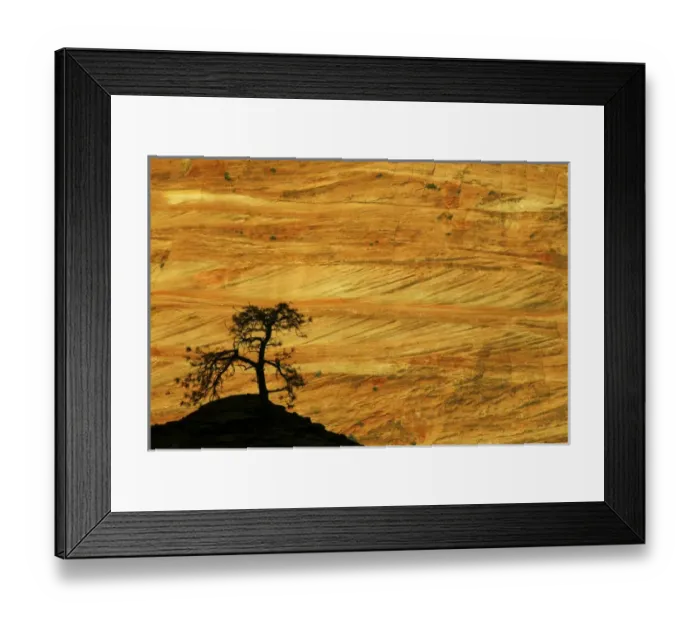 Framed Print : USA, Utah, Zion National Park. The silhouette of a small tree against sunlit sandstone