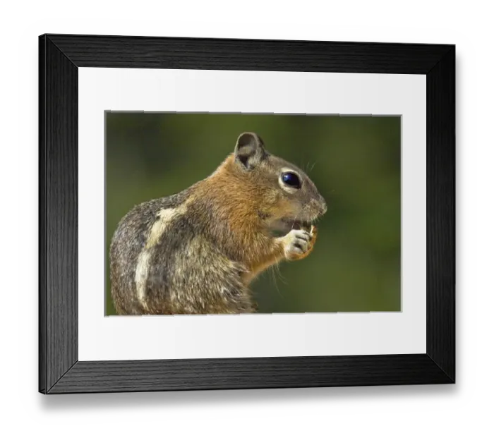 Framed Print : USA, Utah, Bryce Canyon National Park. Portrait of golden-mantled ground squirrel